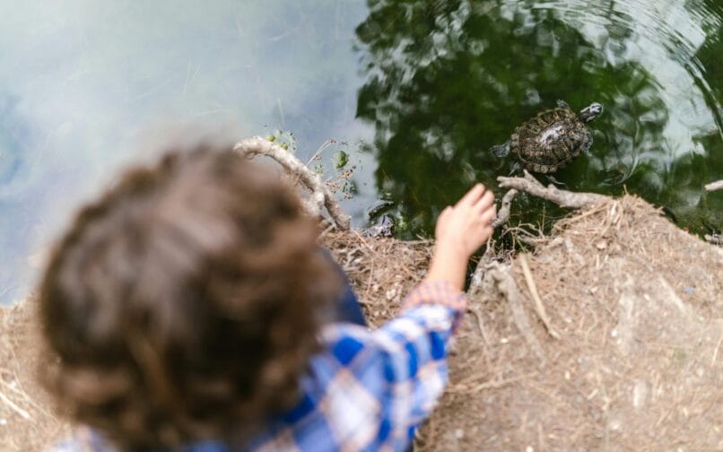 Hands-on learning - Conservation turtle tracking